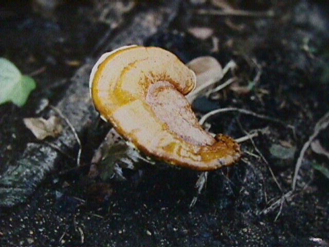 不老不死の上薬 霊芝